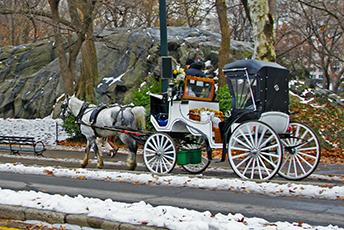 Equine and Horse Drawn Vehicles